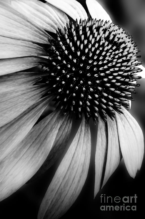 Flower in Black and White Photograph by Michael Arend
