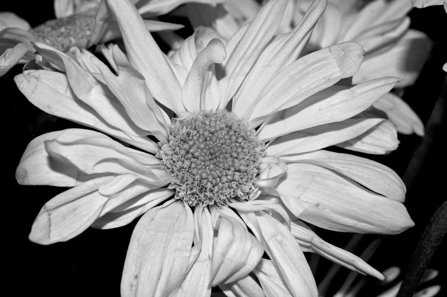 Flower in Black and White Photograph by Tikvahs Hope