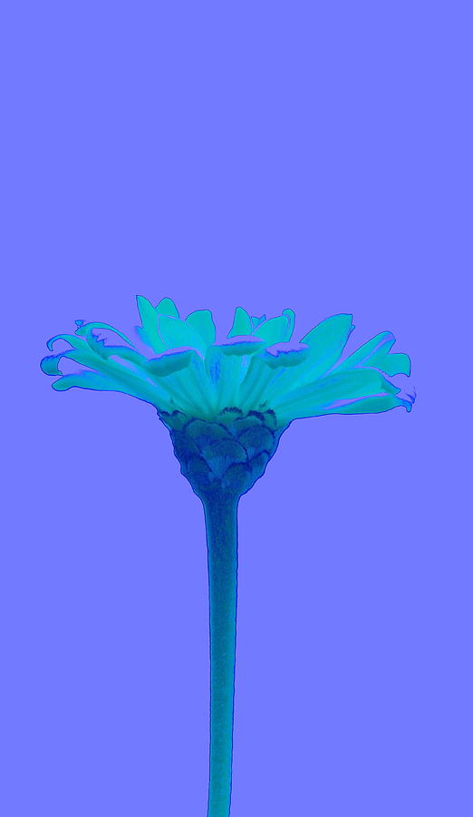 Flower In Blues Photograph by Gillis Cone