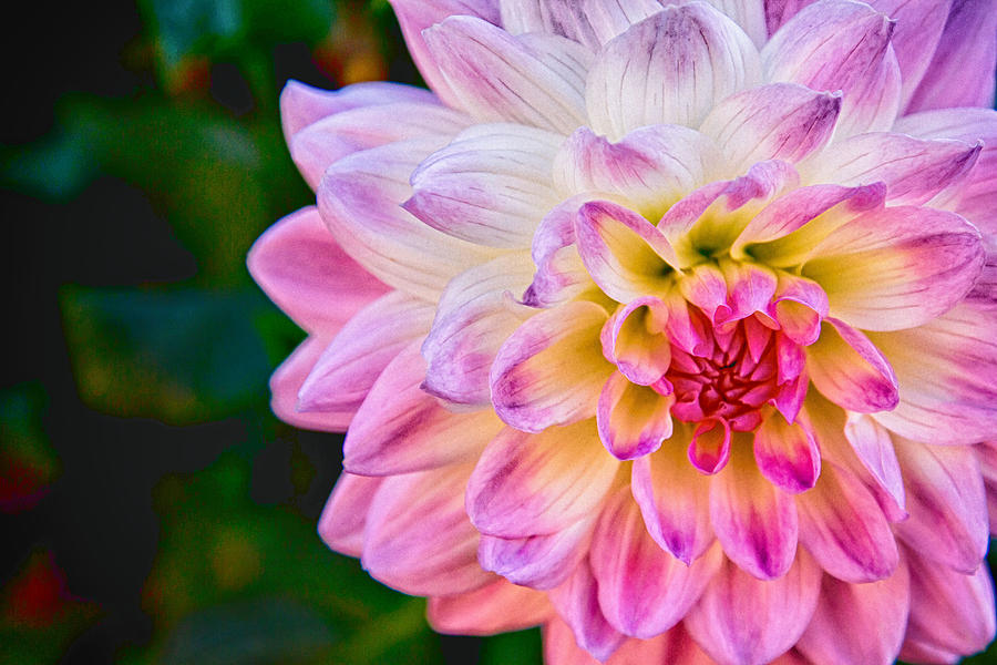 https://images.fineartamerica.com/images-medium-large-5/flower-in-full-bloom-mark-meacham.jpg