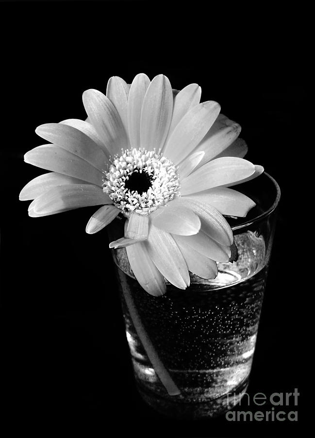 Flower In Glass Of Water Photograph by Nina Ficur Feenan