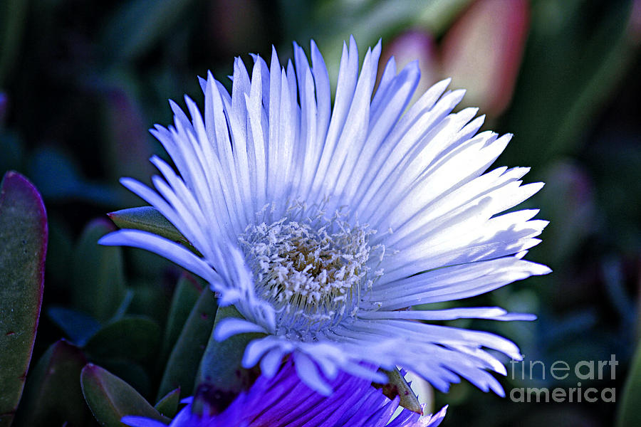 Flowers Still Life Photograph - Flower In Macro by Chris Berry