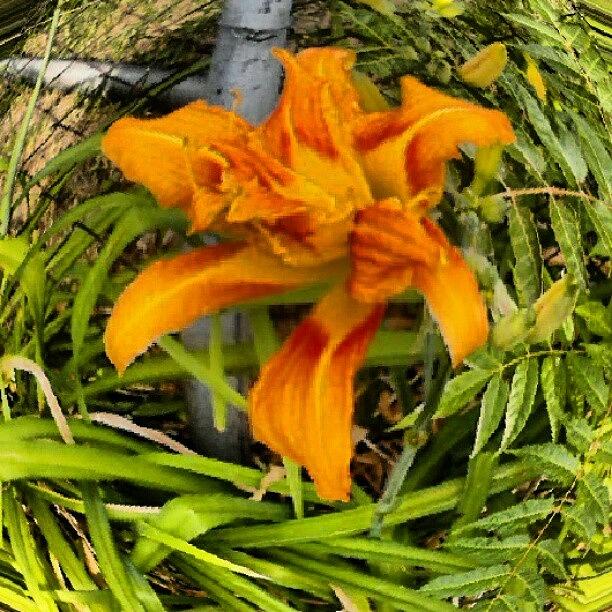 Flowers Still Life Photograph - #flower In My Umis #backyard by Shuaib Abdul Aziz