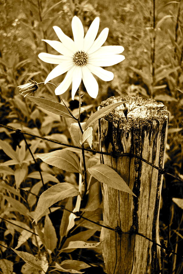 Flower in Sepia Photograph by Frozen in Time Fine Art Photography