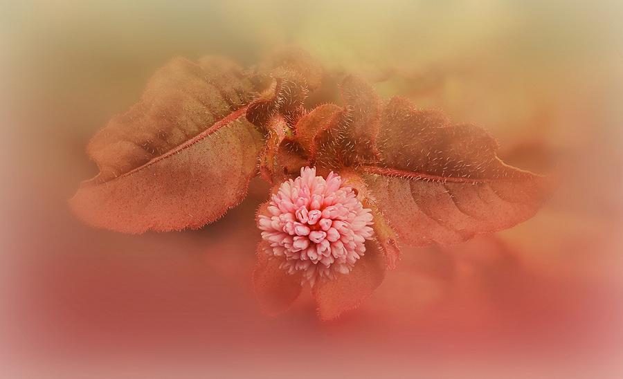 Flower in soft and pastel Digital Art by Lilia S