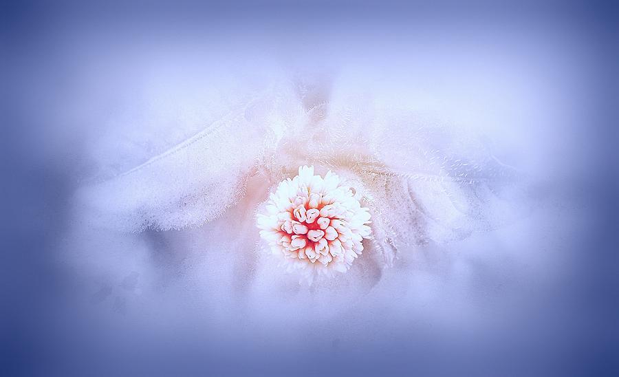 Flower in soft blue Digital Art by Lilia S
