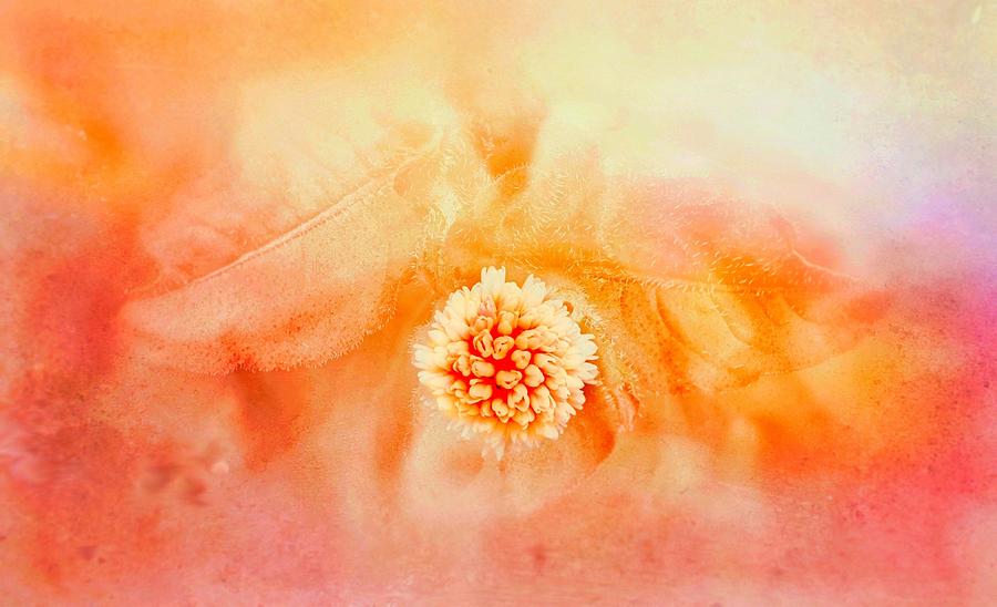 Flower in soft orange and peach Digital Art by Lilia S