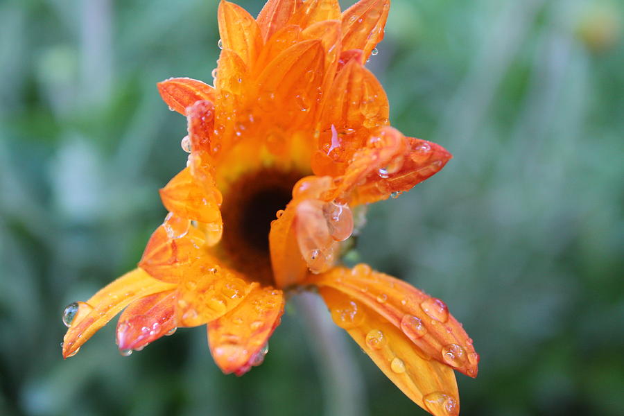Flower In The Morning Dew Photograph by Stella Robinson