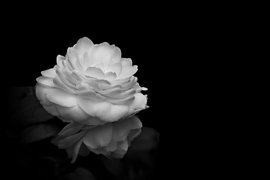 Flower In The Park - Bw Photograph