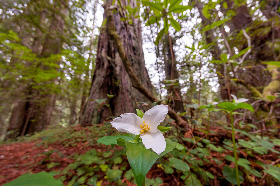Flower in the Redwoods Digital Art by Christopher Cutter