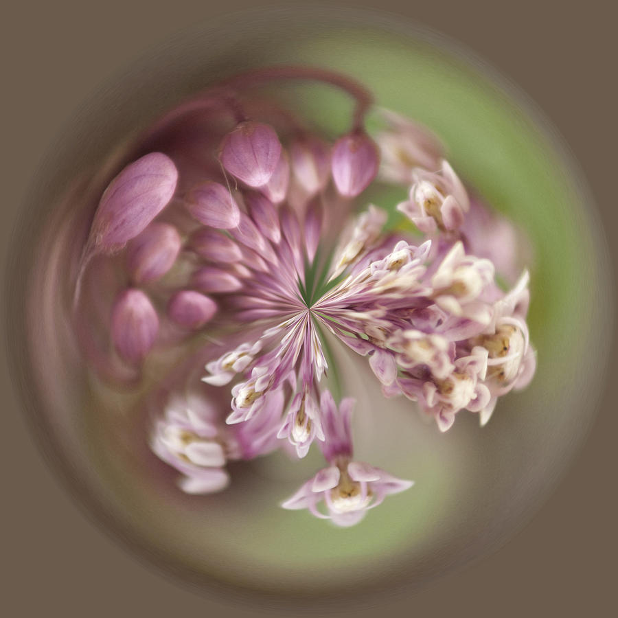 Flower In The Round Photograph