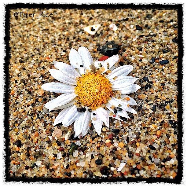 Flowers Still Life Photograph - Flower In The Sand by Tyler Rice