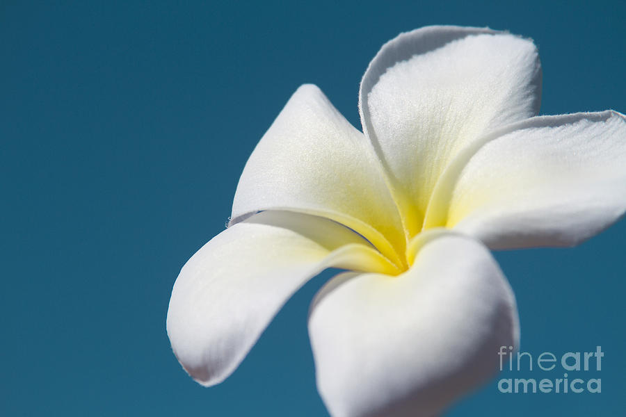 Flower Photograph - Flower In The Sky by Sharon Mau