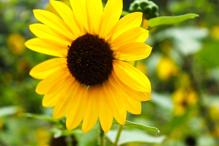 Flower in the Sun Photograph by Elijah Gomez - Fine Art America