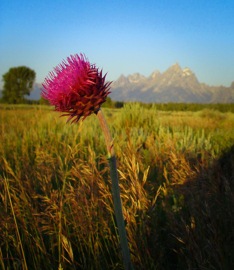Flower in the Tetons Photograph by Stacy Abbott