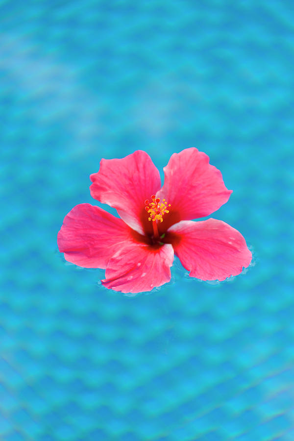 Flowers Still Life Photograph - Flower In The Water For Decoration by Keren Su