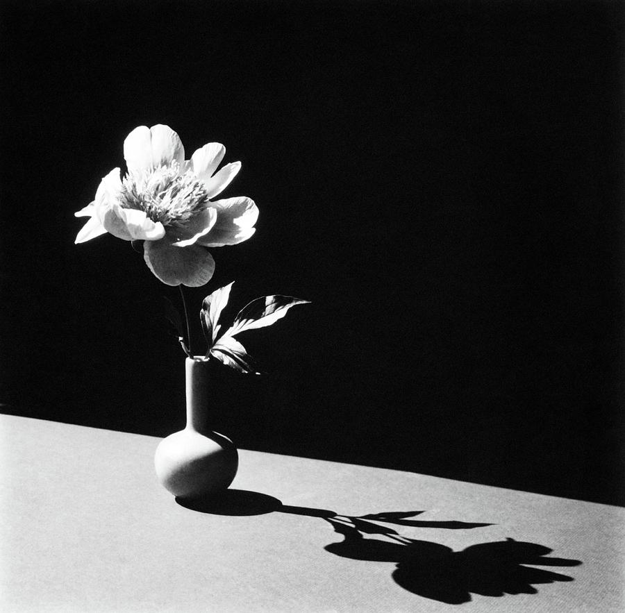 Flower In Vase Photograph by Horst P. Horst