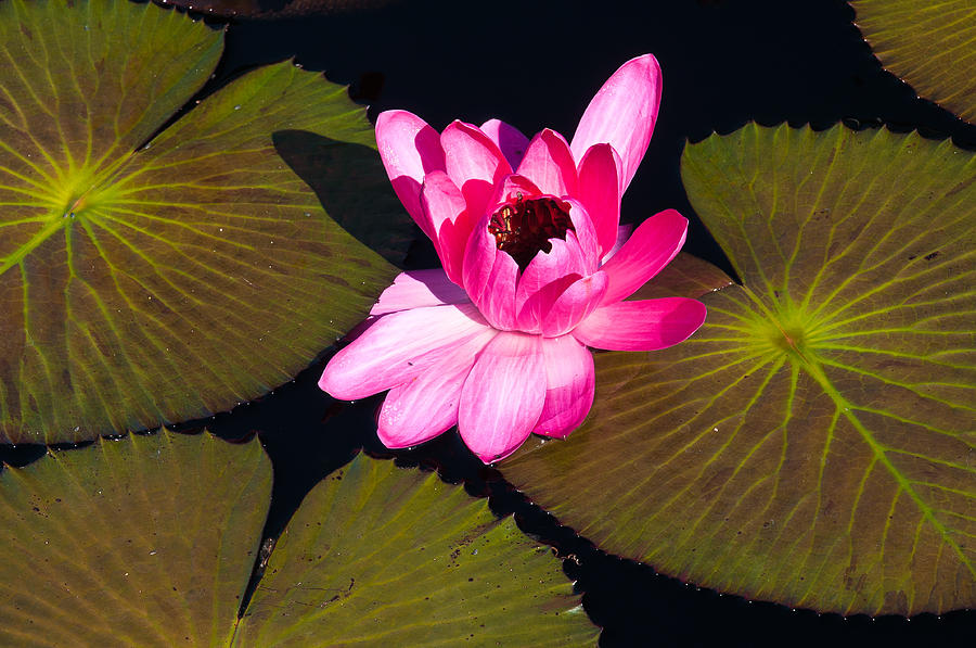 Flower in Water Photograph by Dennis Weiss - Fine Art America