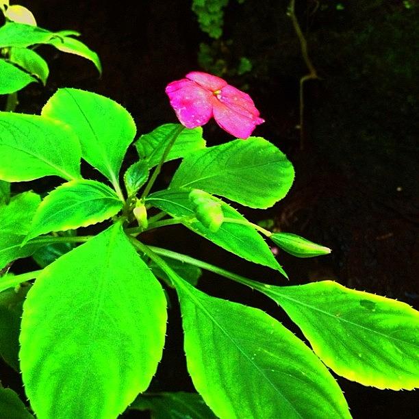 Nature Photograph - #flower #instagram by Saito Hironobu