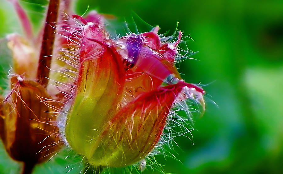 Flower jew Photograph by Catherine Davies - Fine Art America