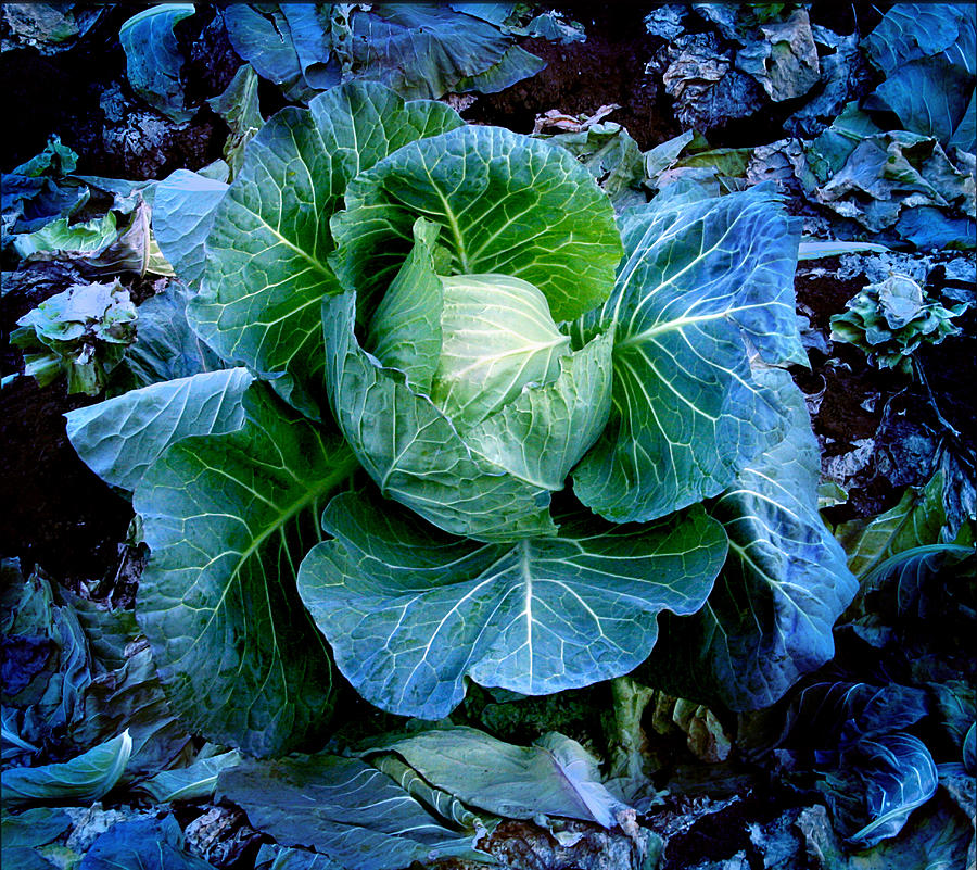 Cabbage Photograph - Flower by Julian Cook