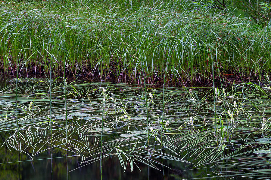 Flower Lake Aquatic Plants Photograph by Michael Russell