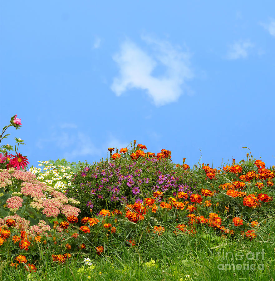 Flower Landscape Art Photograph by Boon Mee