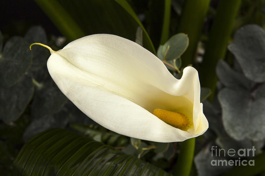 Flower Lilly 8006.02 Photograph by M K Miller