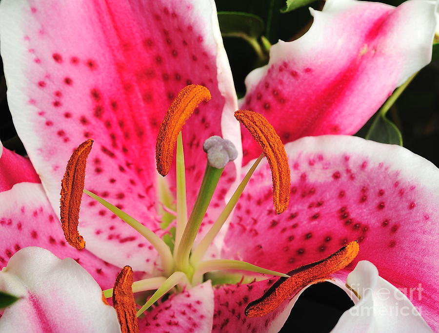 Lily Photograph - Flower Lily Stargazer by Wayne Nielsen