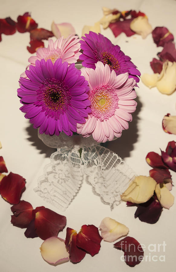 Daisy Photograph - Flower Love by Svetlana Sewell