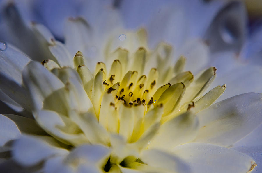 Flower Macro 5 Photograph by Alan Marlowe