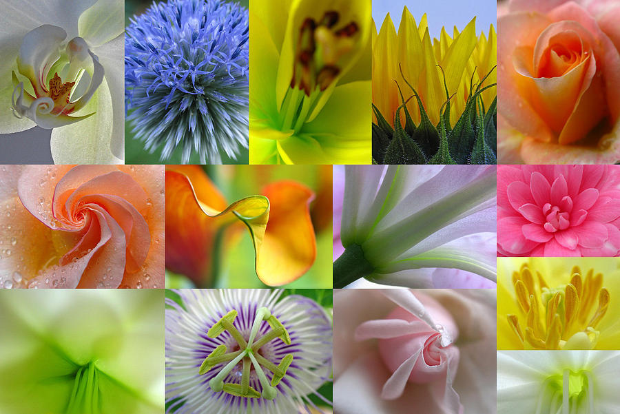 Flower Macro Photography Photograph by Juergen Roth