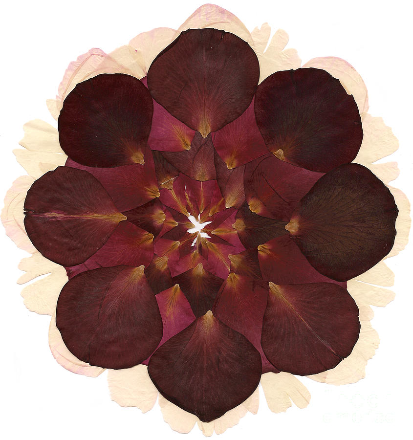 Flower Mandala 8 Mixed Media by Michelle Bien