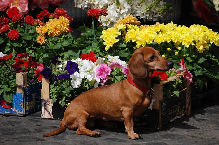 Flower Market Guard Dog Photograph by Eric Tressler