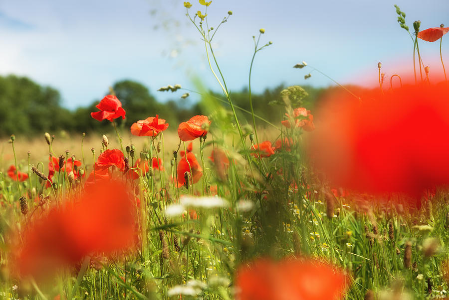 Flower meadow in summer with red poppy Photograph by Matthias Hauser