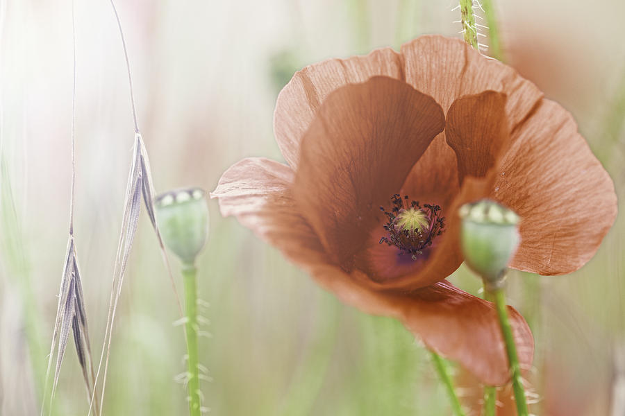 Flower Photograph - Flower Meadow Red Poppies  by Dirk Ercken