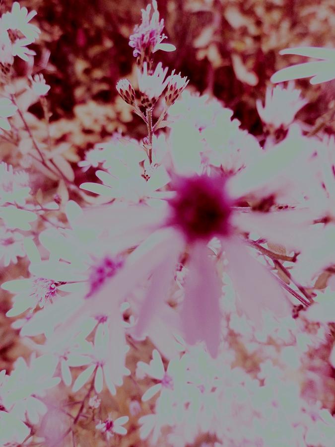 Flower Minimalism Photograph