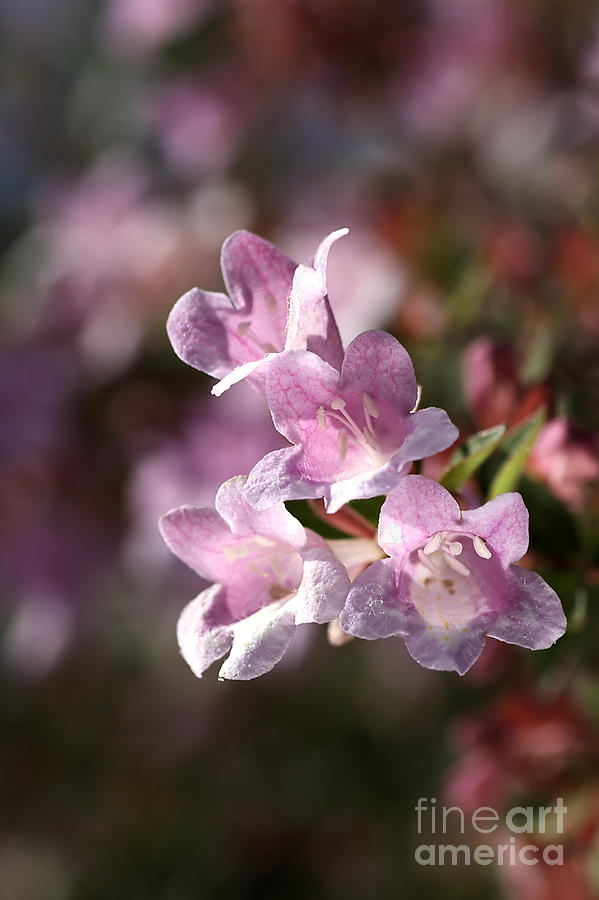 Nature Photograph - Flower-mint Bush-pink by Joy Watson