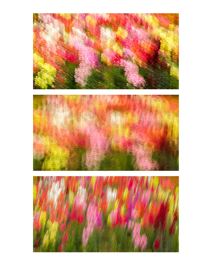 Flower Motion Abstract Collage Photograph by Alexander Kunz