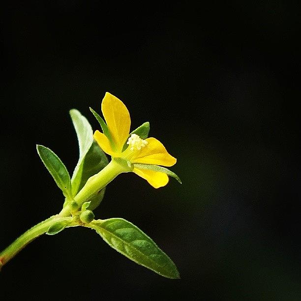 Nature Photograph - #flower #nature #grass #golden by Surachan Pramong