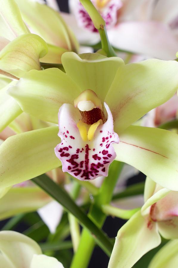 Orchid Photograph - Flower Of A Cymbidium Orchid by Dr Jeremy Burgess/science Photo Library