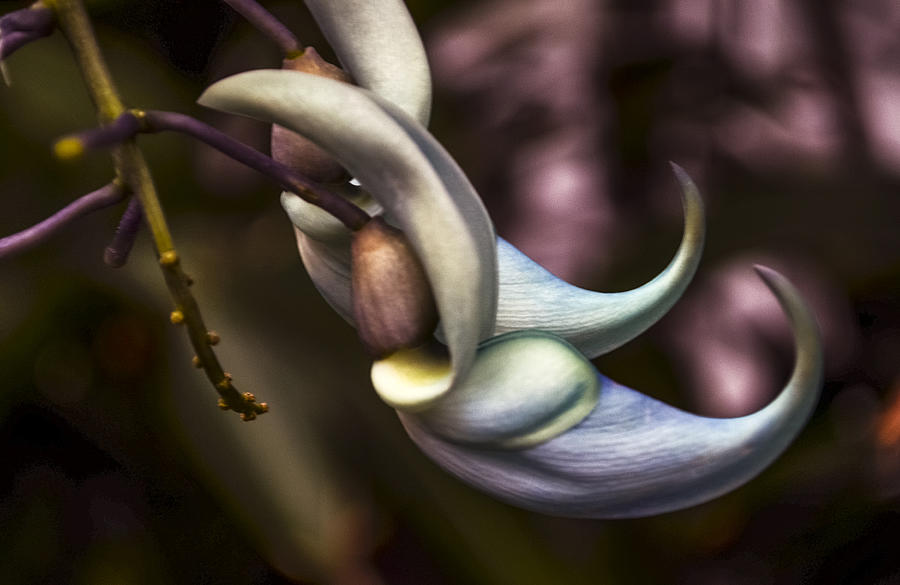 Flower of a Jade Vine Photograph by Julie Palencia
