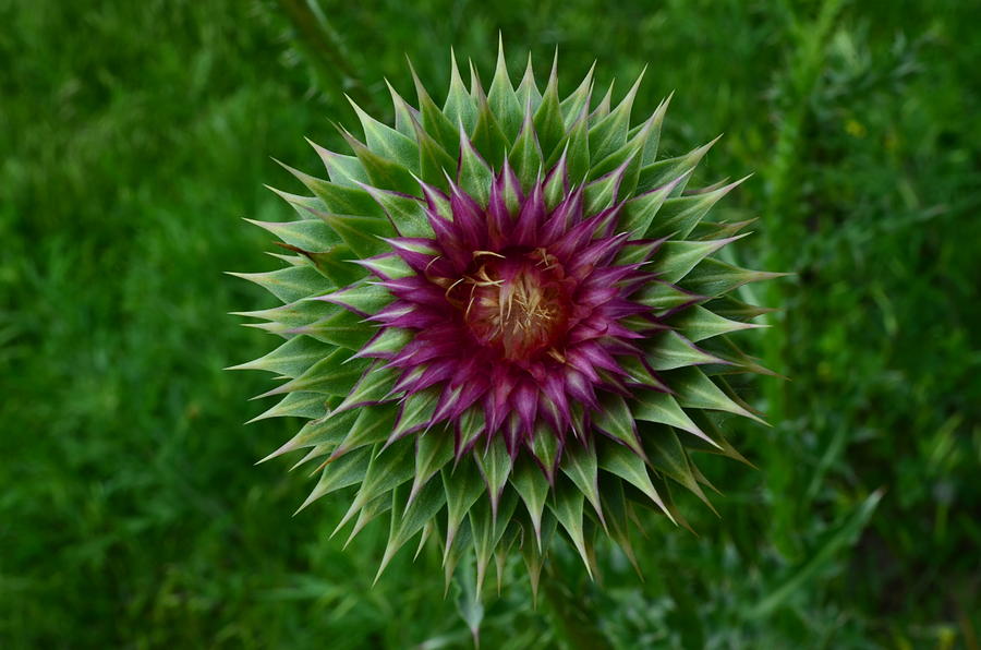 Flowers Still Life Photograph - Flower of a Thistle by Audie Thornburg