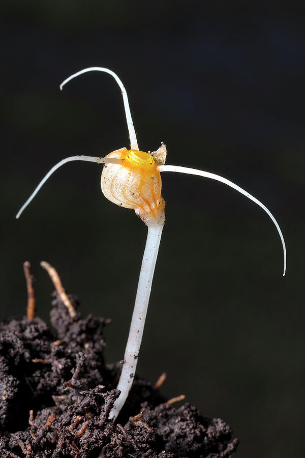 Flower Of An Amazonian Root Parasite Photograph by Dr Morley Read