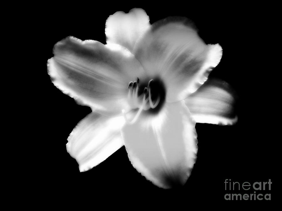 Flower of Aviingliin Photograph by Alex Blaha