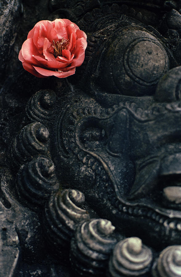Ethereal Flower Of Bali Photograph by Shaun Higson