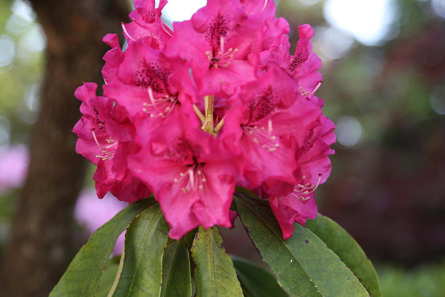 Flower of Capilano Photograph by Qi J Chen