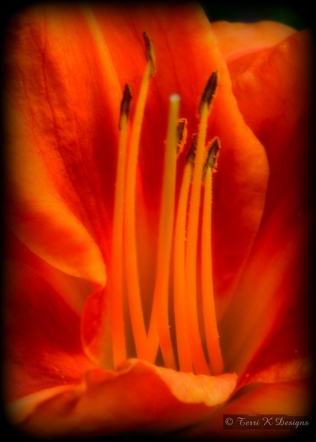 Nature Photograph - Flower of Fire by Terri K Designs