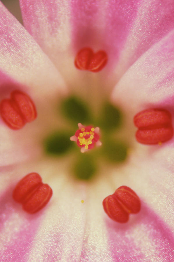 Nature Photograph - Flower Of Geranium Robertianum X5.1. by Dr Jeremy Burgess/science Photo Library