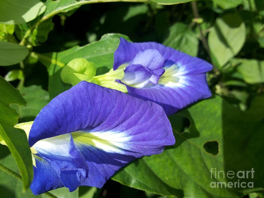 Flower of Indian medicinal plant Photograph by Mamta Awasthi - Fine Art ...